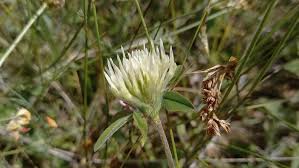 Image result for Trifolium baccarinii