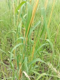 Image result for Cymbopogon caesius