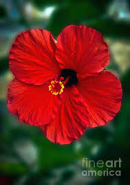 Colourful Red Hibiscus Flower Hibiscus Red Hibiscus Plant Hibiscus Flowers Hibiscus