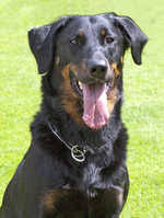 Well, in february 2017, i was given the opportunity to adopt my first beauceron, a female, rust and tan, who i named mercedes. Beauceron Breeders Champdogs