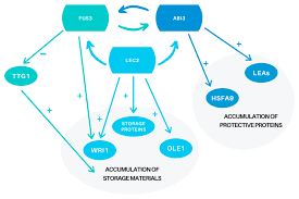 Check spelling or type a new query. Ijms Free Full Text What Do We Know About The Genetic Basis Of Seed Desiccation Tolerance And Longevity Html