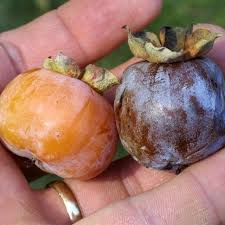 Image result for Diospyros virgata