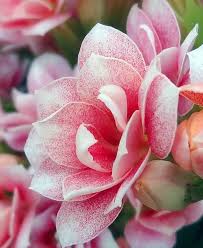 Double Flowering Kalanchoe Botanical Flowers Flowers Love Flowers