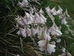 Image result for Dierama formosum × plowesii