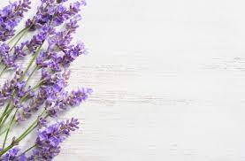 8 Healing Plants And Herbs Growing Lavender Flower Backgrounds Plants