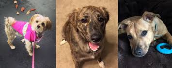 Maybe you would like to learn more about one of these? Pet Care Photography In The Comfort Of Their Own Home