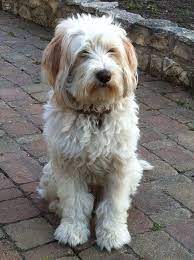 Penny - Terrier Du Tibet Cute Dog Pictures Tibetan Terrier Dogs