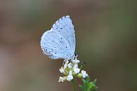 Image result for Celastrina argiolus