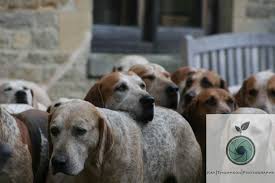 17 11 12 Crawley Horsham At Broughton Poggs C H17 11 12 126 Hound Labrador Retriever Horses