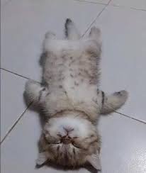 What to do with a dead cat at home. When I Arrived Home I Thought My Cat Was Dead Until Cute Baby Cats Cute Cats Baby Cats