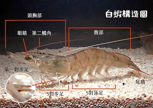 溪和水產_白蝦構造