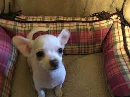 Theanswerhub is a top destination for finding answers online. Kansas City Mo Chihuahua Meet Cricket A Pet For Adoption