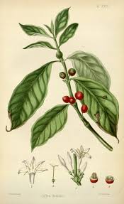 Image result for Coffea mufindiensis