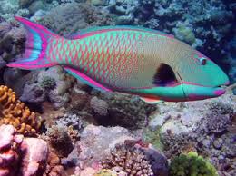 أنواع الاسماك Www Toty Bardicy Com