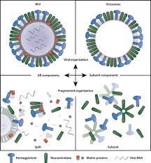 Many vaccine information statements are available in spanish and other languages. Current And Next Generation Influenza Vaccines Formulation And Production Strategies Sciencedirect