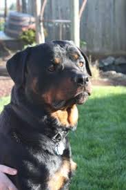 We did not find results for: Just Adopted A 1 1 2 Yr Old Male Rottweiler A Love Of Rottweilers
