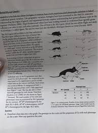 The evolution lab answer key. Evolution By Natural Selection Mice Living In A Desert Answer Key Pdf Evolutionary Biology Part Ii Human Evolution Beyond Biology And Culture For Example For The Mice That Lived In