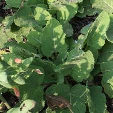 Image result for Selago viscosa