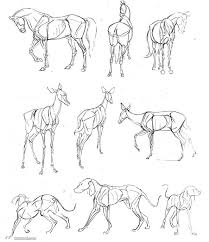 You can use books and photos to find animals and plants to draw, and watching video tutorials can also ease the process and make it a lot of fun. How To Draw Animals Dog 4
