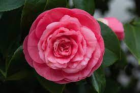 Pin On Flowers Camellia