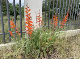 Image result for Gladiolus dalenii