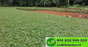 Penjual rumput taman dan rumput lapangan sepak bola internasional. Harga Rumput Gajah Mini Per Meter Jual Bibit Pohon Dan Tanaman