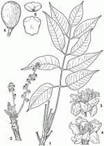 Image result for Helixanthera garciana