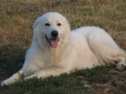 We sell a very limited number of pups for breeding privileges to select homes only. Maremma Sheepdog Speakzeasy