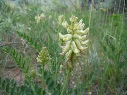 Image result for Astragalus