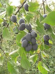 Image result for Prunus domestica