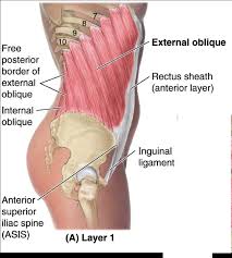 Side muscles of the torso external. Abdomen Muscles Anterolateral Abdominal Muscles And Aponeuroses Ranzcrpart1 Wiki Fandom