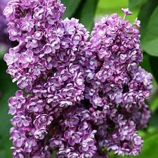 Flieder Syringa Vulgaris Pavlinka Russische Raritaten Gemeiner Flieder Flieder Pflanzen