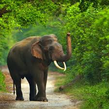 Pin By Pintu Pandey On Animal World Of Africa Elephants Photos Elephant Rescue Animal Planet