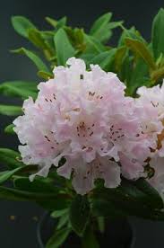 Rhododendron Christmas Cheer Christmas Cheer Beautiful Flowers Rhododendron