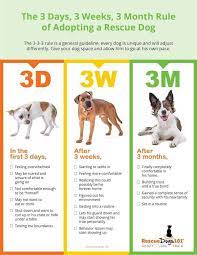 If you love dogs, then you probably want to save them. Adopt A Dog Save Our Spaniels
