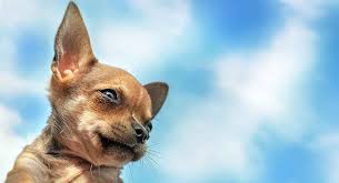 As you can see by the photos we only breed for the betterment of the chihuahua breed. Apple Head Chihuahua Facts Fun And Care Tips