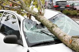 2, 2018, we strongly believe that she is not at fault, but. Timber 7 Signs A Tree May Be About To Fall Auto Repair Repair Car Insurance