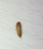 Mit unreinheit hat das ungebetene auftauchen der larven wirklich nichts zu tun. Kleine Hellbraune Krabbeltiere Ca 1 2 Mm In Der Ganzen Wohnung Hilfe Coleoptera Kafer Insektenfotos De Forum