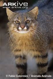 Some scientists think this cat is really three species, l. Pampas Cat Leopardus Colocola Carnivora