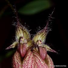 Image result for Bulbophyllum vulcanicum