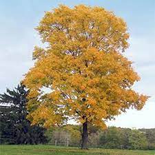 Silver Maple Tree Fast Growing Shade Trees Silver Maple Tree Shade Trees