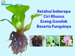 Nama latin/ilmiah bunga dan tanaman hias. Ketahui Beberapa Ciri Khusus Eceng Gondok Beserta Fungsinya