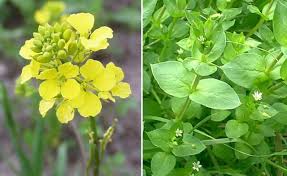 Image result for CHICKWEED    SPURGE