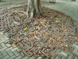 Pin By Jo Shepherd On Gardens Tree Roots Mother Nature Tree