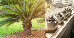 We did not find results for: How To Grow Sago Palm Pups Removing Sago Palm Pups