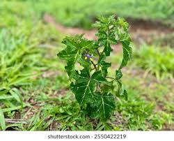 Image result for Solanum aculeatissimum