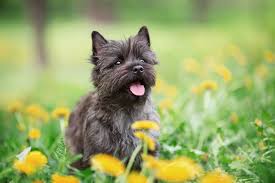 One way to determine the ancestry of your mixed breed is through a dna test. Which Dog Breeds Are The Best Alternatives To The French Bulldog Guide