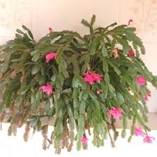 I share how i get loads of blooms and healthy plants year round! Compare False Christmas Cactus And Aloe Vera