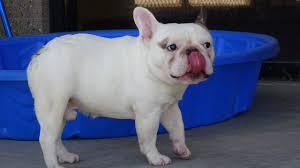 All of our french bulldogs are registered through the american kennel club (akc). 2 Dozen French Bulldogs Need A Home Up For Adoption Sat After Rescue In Denver