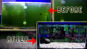 Merawat vagina bagi kaum hawa menjadi salah satu hal penting. 5 Tips Agar Aquarium Tetap Jernih Dan Bersih Tanpa Dikuras Youtube